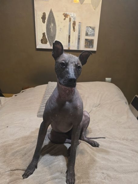 Severus , Mâle , 2 ans
